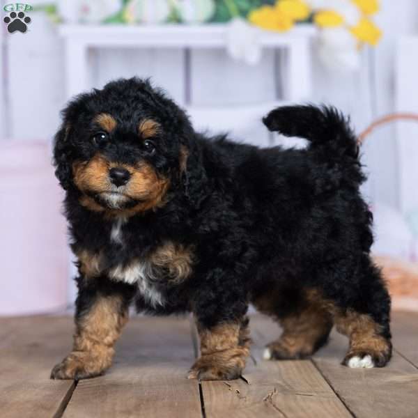 Simba, Mini Bernedoodle Puppy